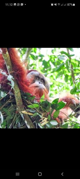 Sumatra Treking Lauser Park